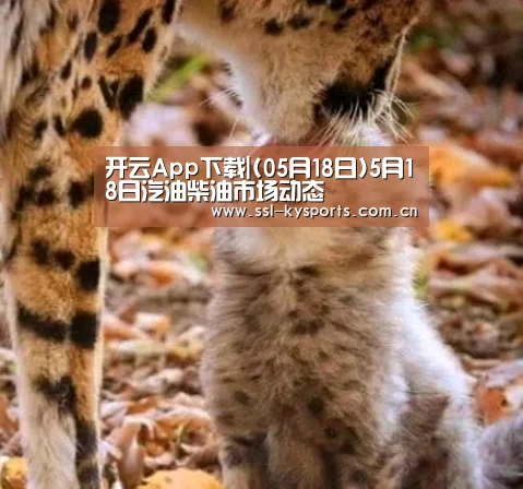 开云App下载|(05月18日)5月18日汽油柴油市场动态(图1) 开云